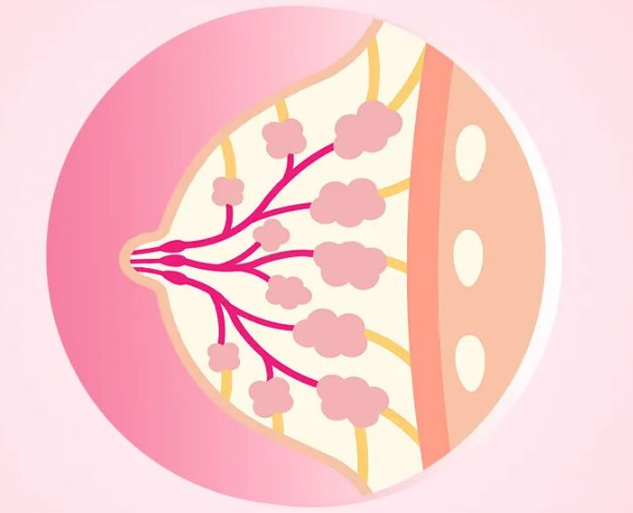 乳腺导管：你胸口的“超级运输网”告急了吗？